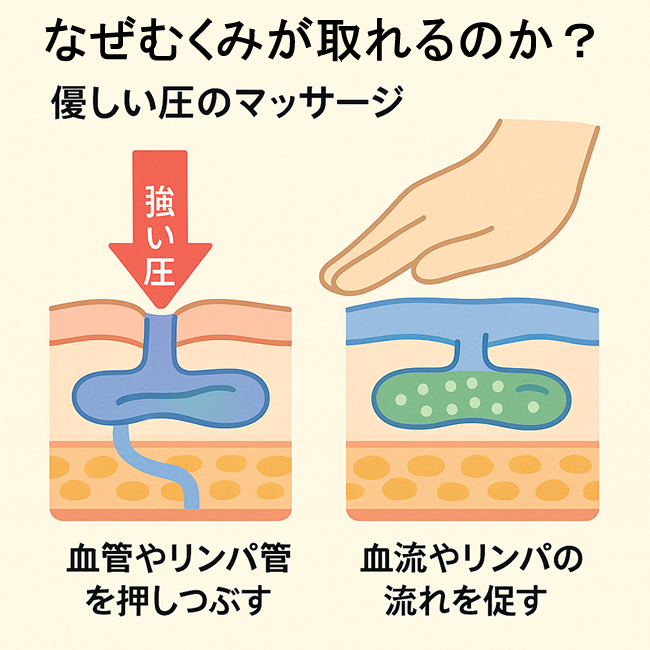 やさしい圧と強い圧の違い(リンパ・血流の比較)|ソフトタイ古式+ジャップカサイ